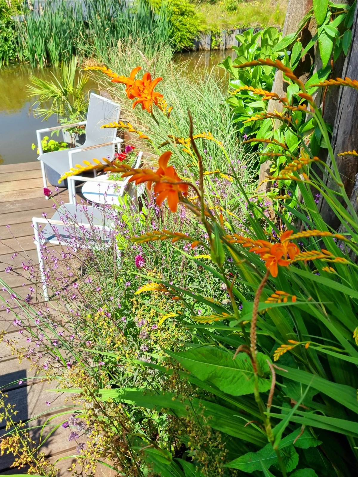kleurrijke beplanting in de volle zon