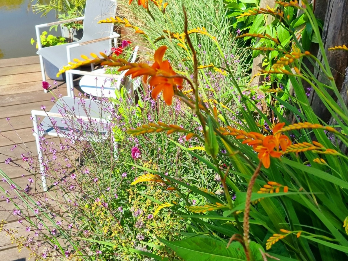 kleurrijke beplanting in de volle zon